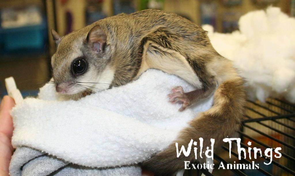 Wild Things Exotic Animals - Middleburg FL 32068 | 904-589-9200
